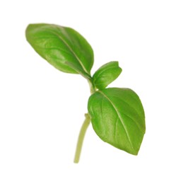 Photo of Fresh green basil leaves isolated on white