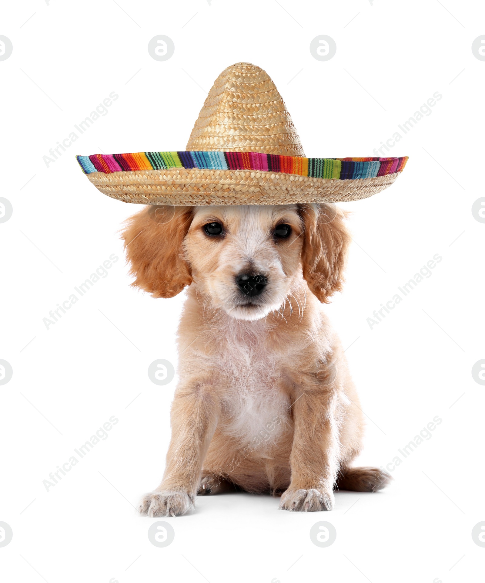 Image of Cute little puppy with sombrero on white background