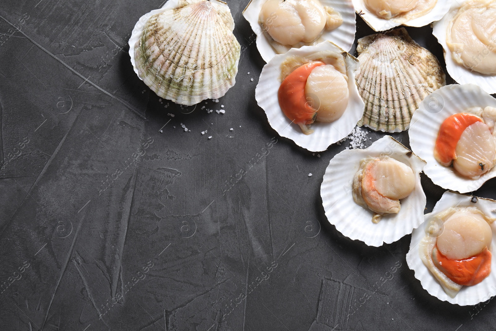 Photo of Fresh raw scallops on grey table, flat lay. Space for text