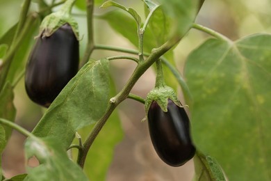 Photo of Small ripe eggplants growing on stem outdoors
