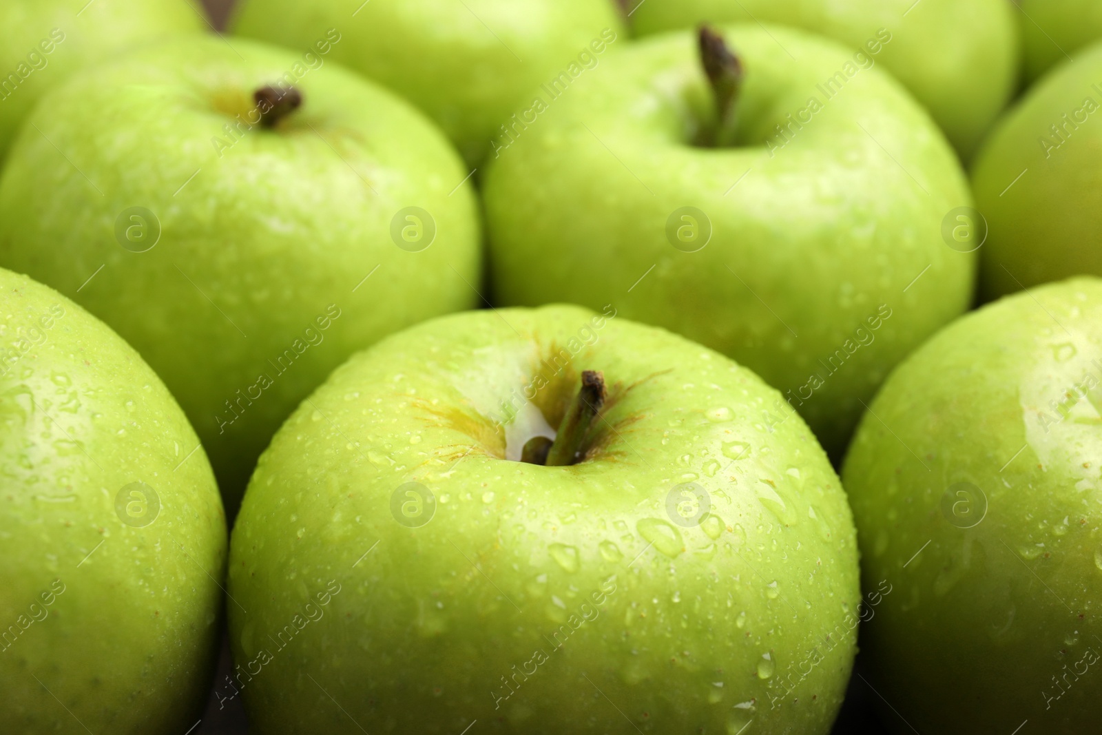 Photo of Delicious ripe green apples with water drops as background, closeup