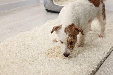 Photo of Cute dog near wet spot on rug indoors. Space for text