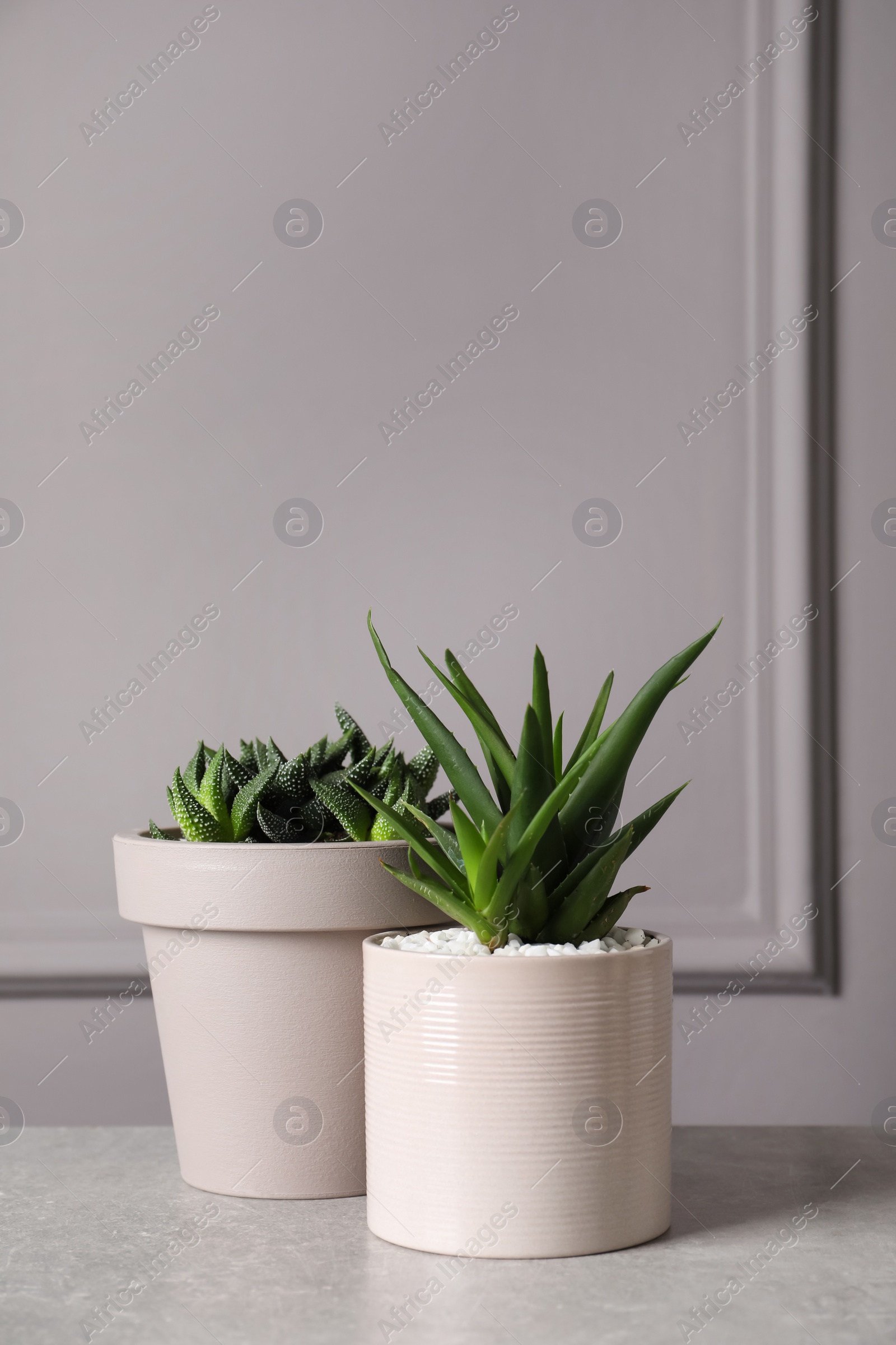 Photo of Beautiful Aloe and Haworthia in pots on light table. Different house plants