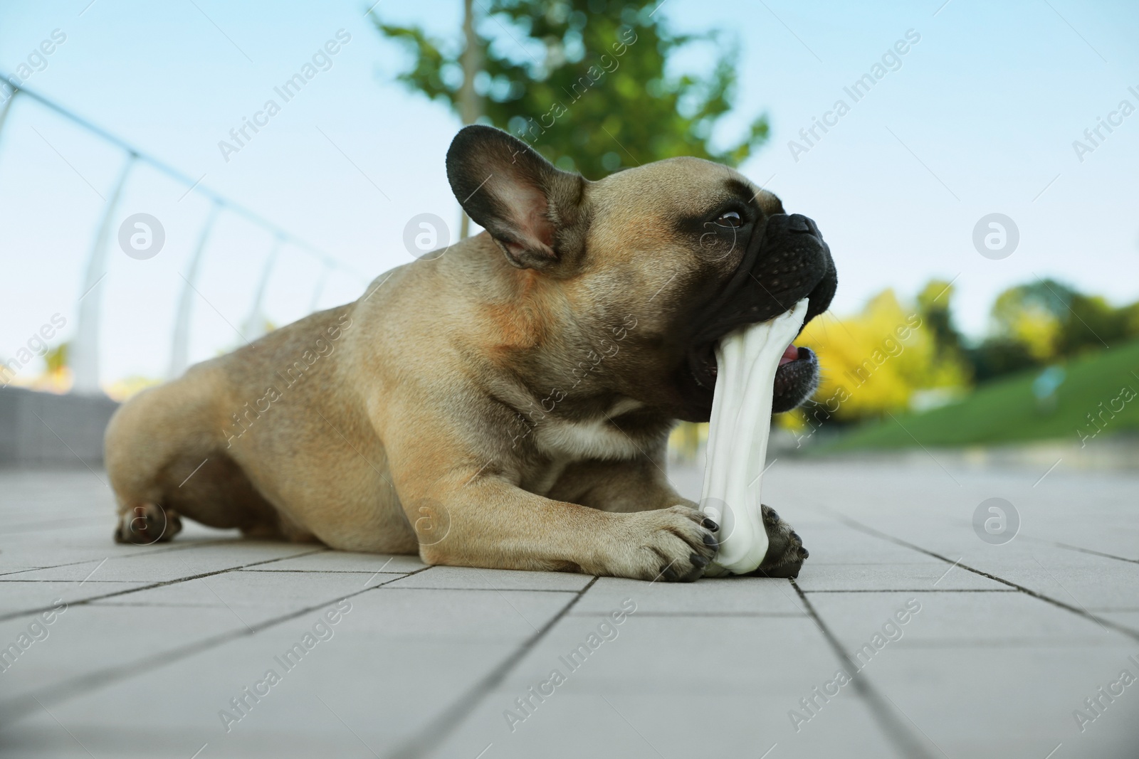 Photo of Cute French bulldog gnawing bone treat outdoors. Lovely pet