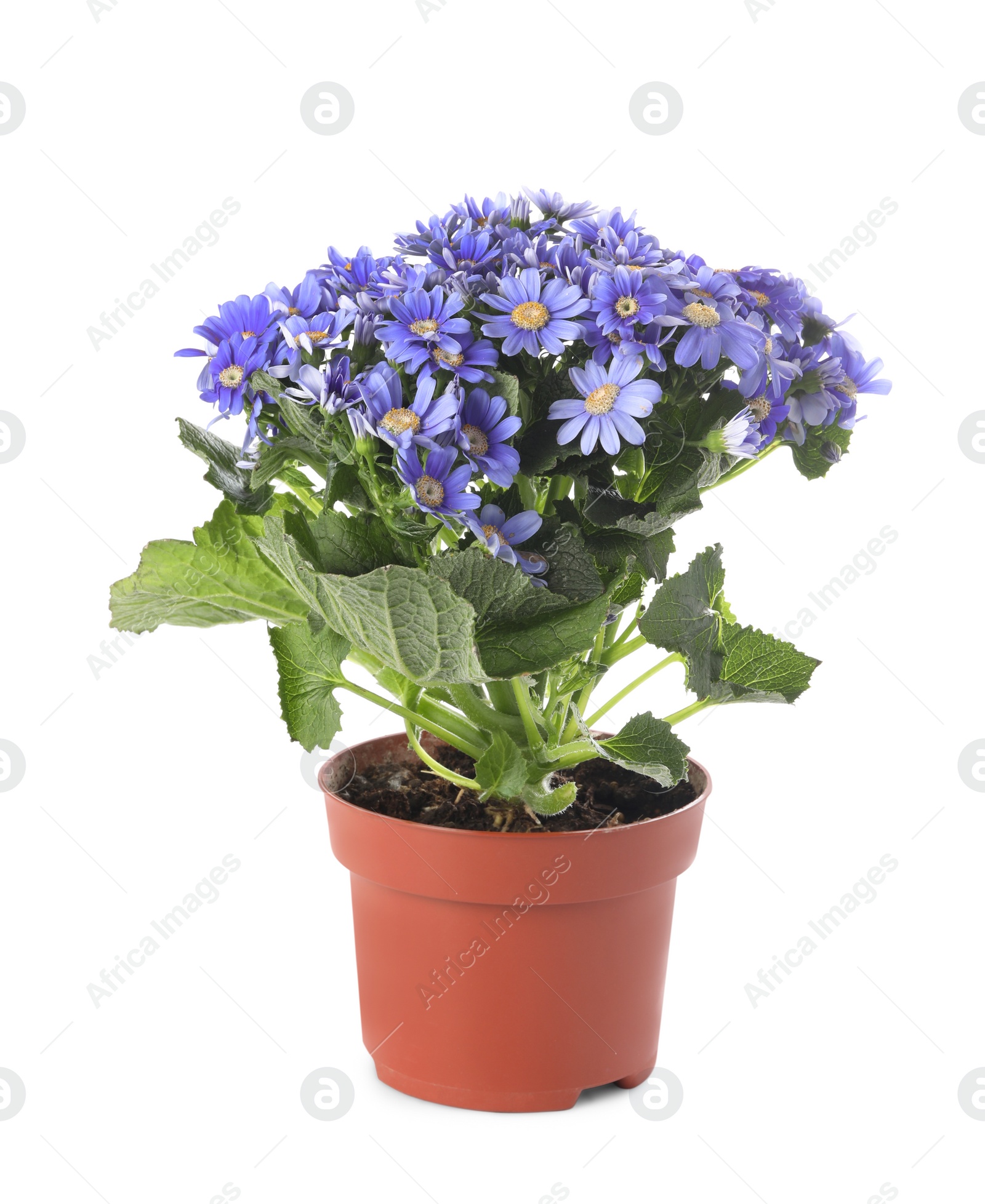 Photo of Beautiful purple cineraria plant in flower pot isolated on white