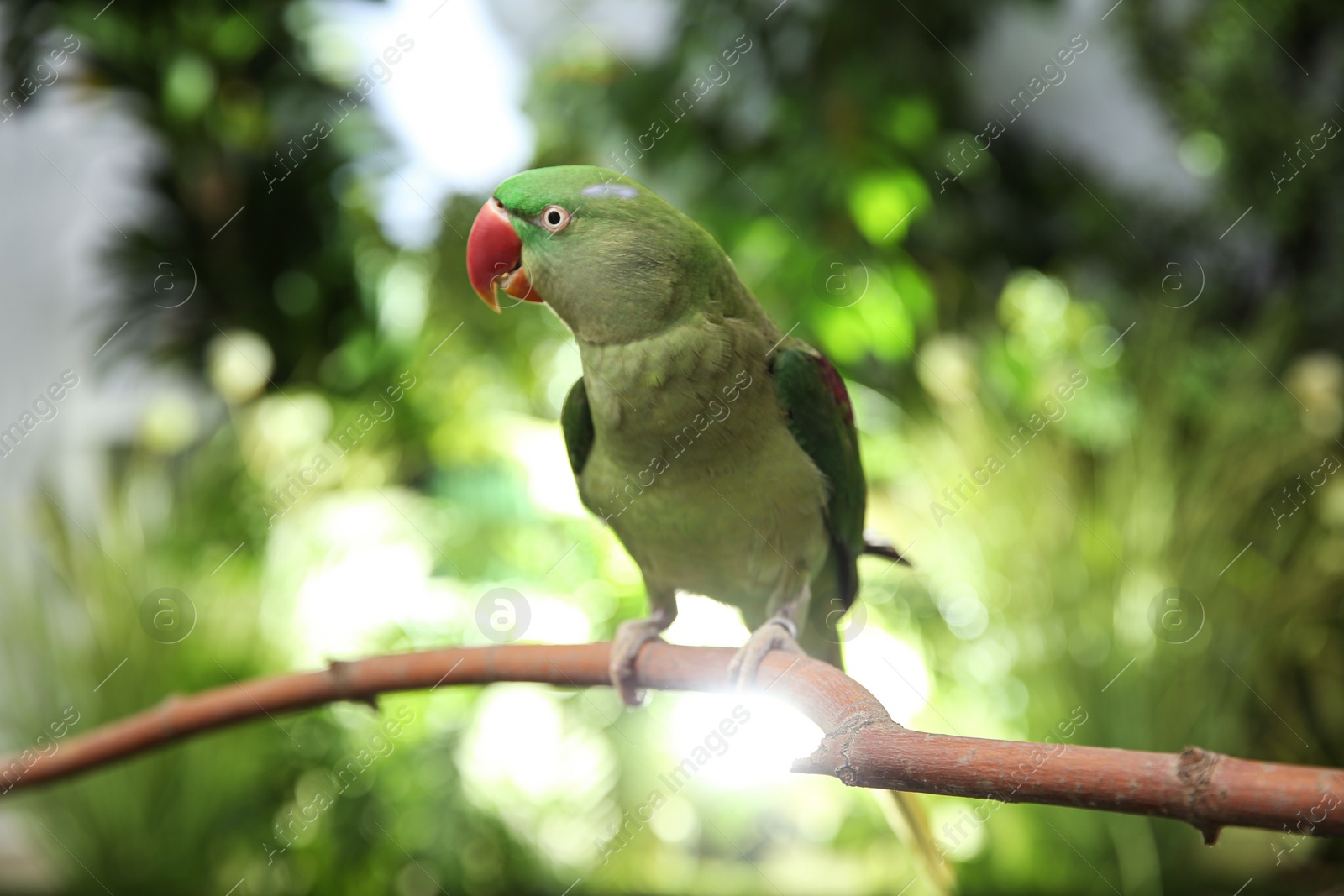 Photo of Beautiful Alexandrine Parakeet on tree branch outdoors