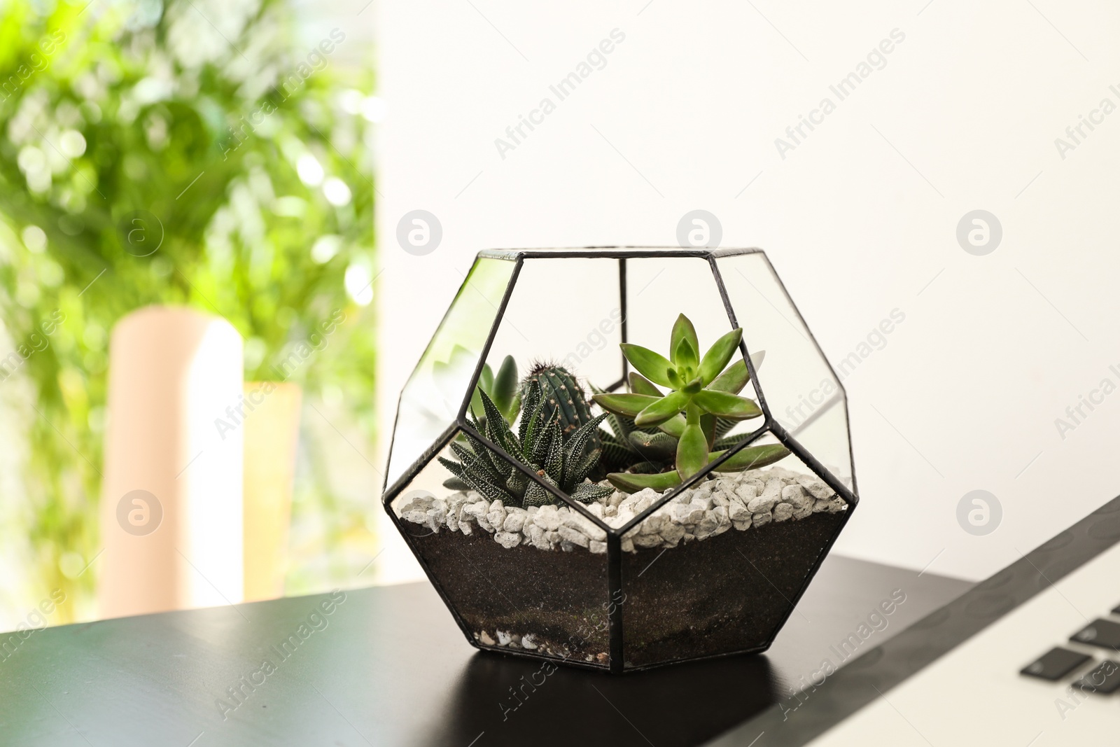 Photo of Succulents in florarium on table indoors, space for text. Trendy home interior with plants