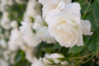 Photo of Beautiful blooming rose bush outdoors, closeup view