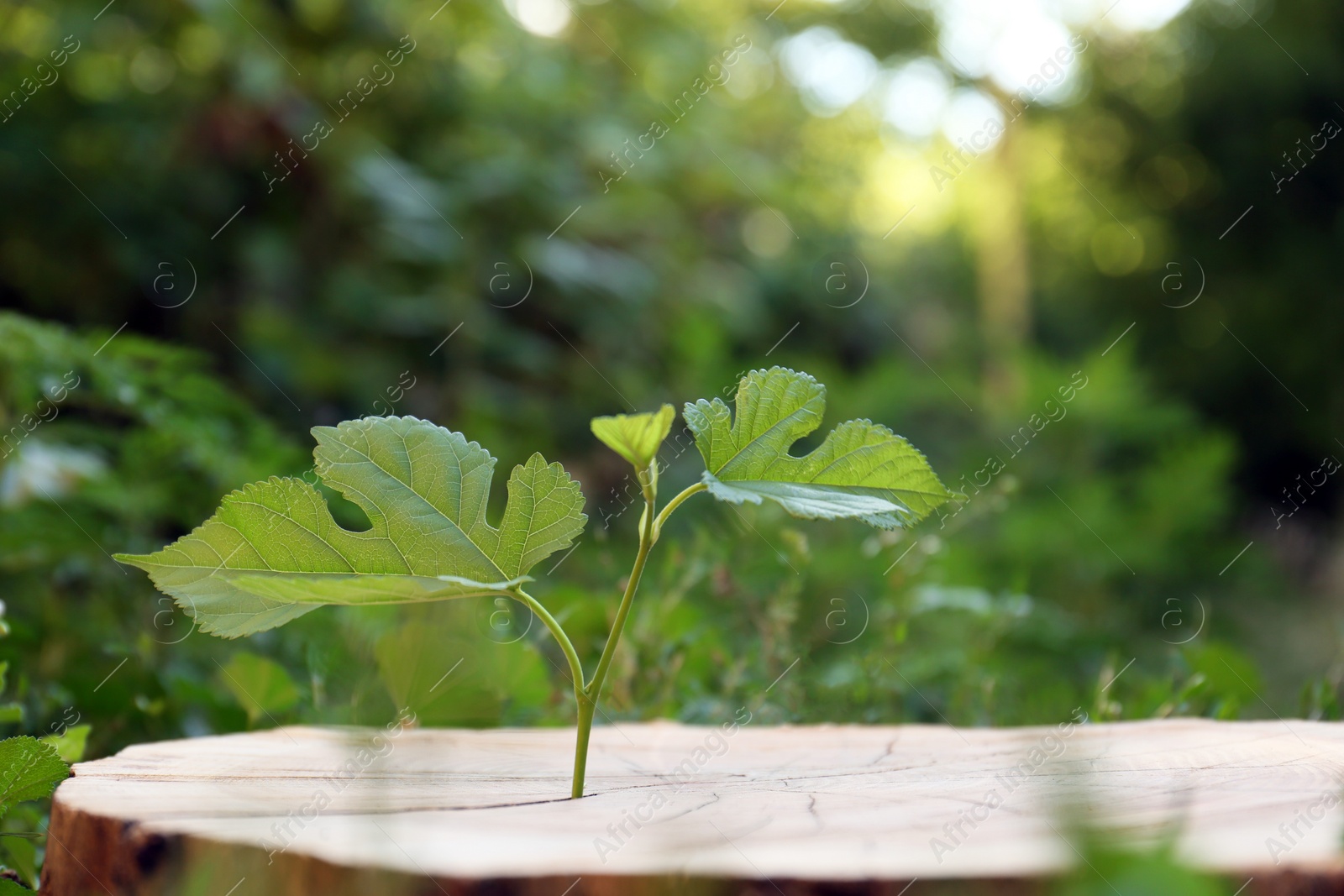 Photo of Green seedling growing out of stump outdoors on sunny day. New life concept