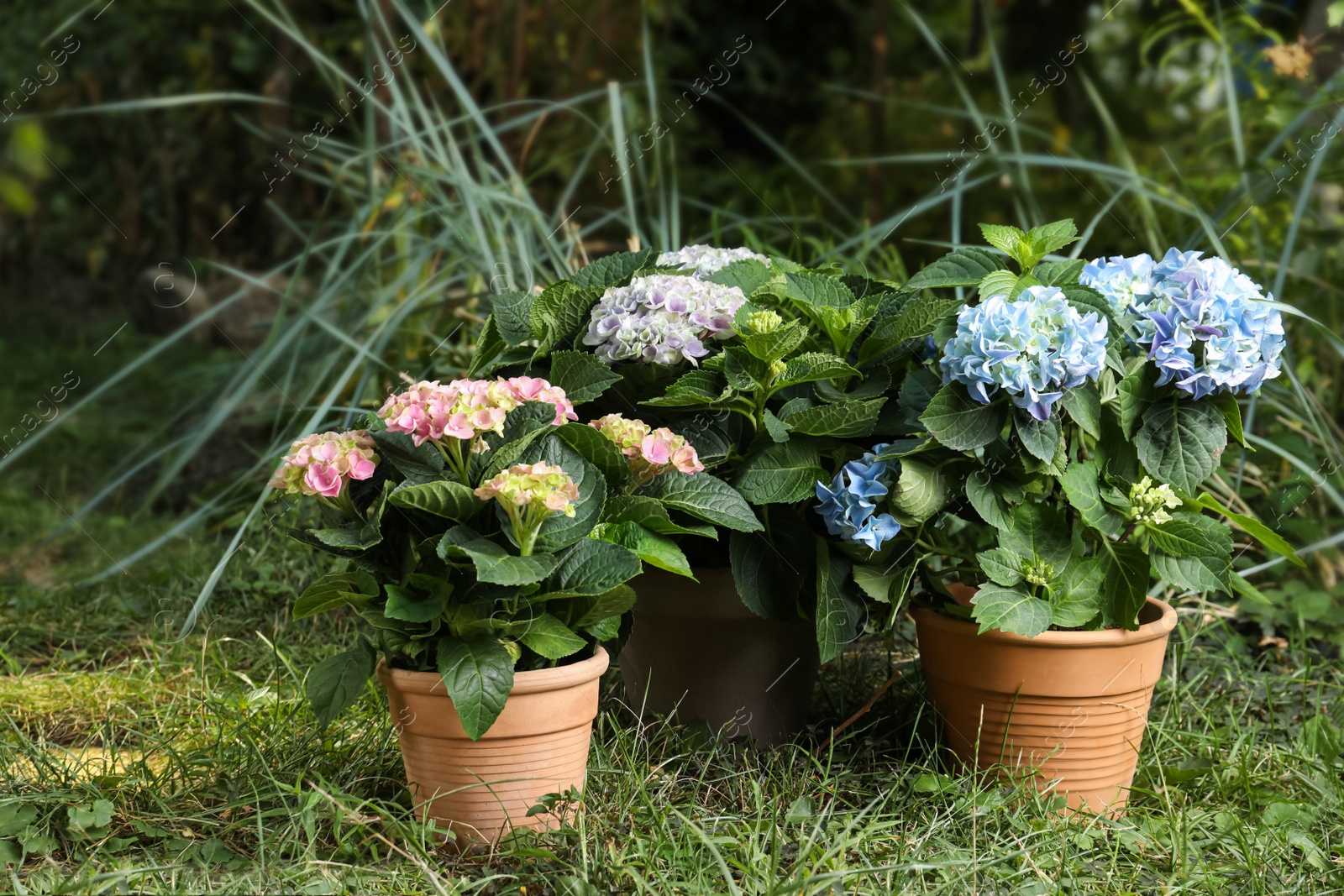 Photo of Beautiful blooming hortensia plants in pots outdoors