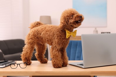 Cute Maltipoo dog wearing yellow bow tie on desk near laptop in room. Lovely pet