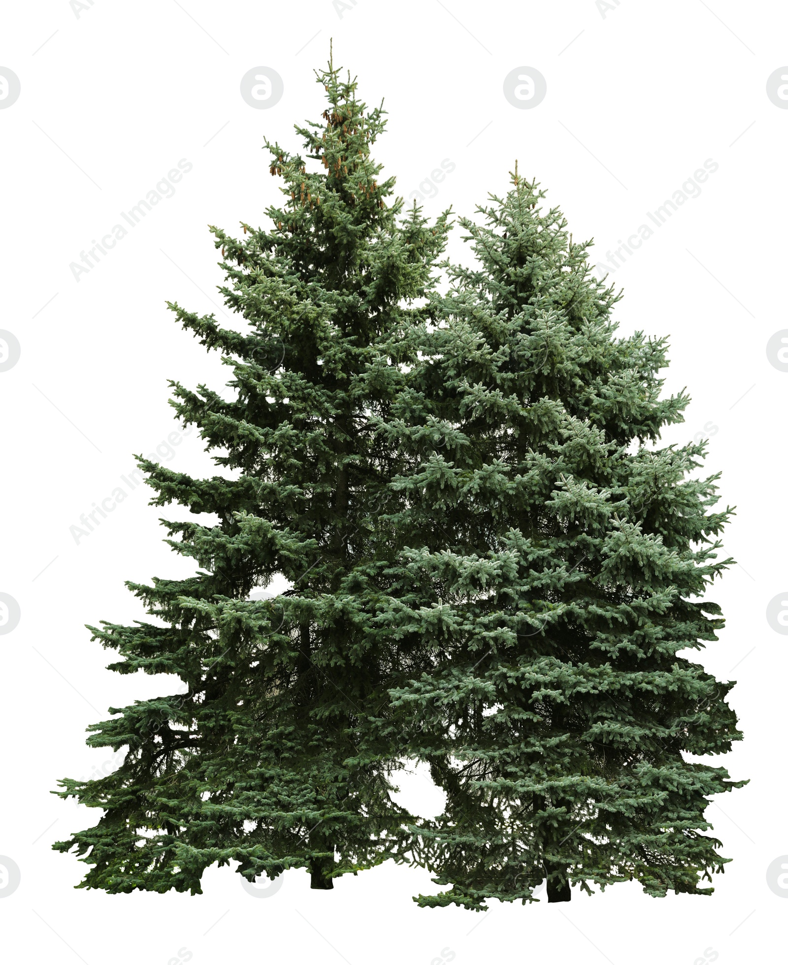 Image of Beautiful evergreen fir trees on white background