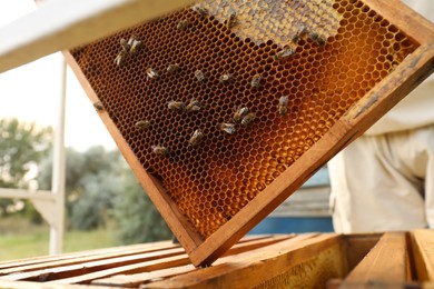Photo of Wooden hive frame with honey bees outdoors