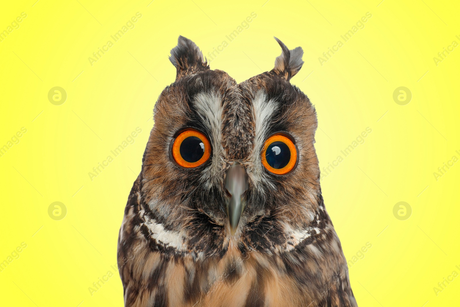 Image of Cute surprised eagle owl with big eyes on yellow background