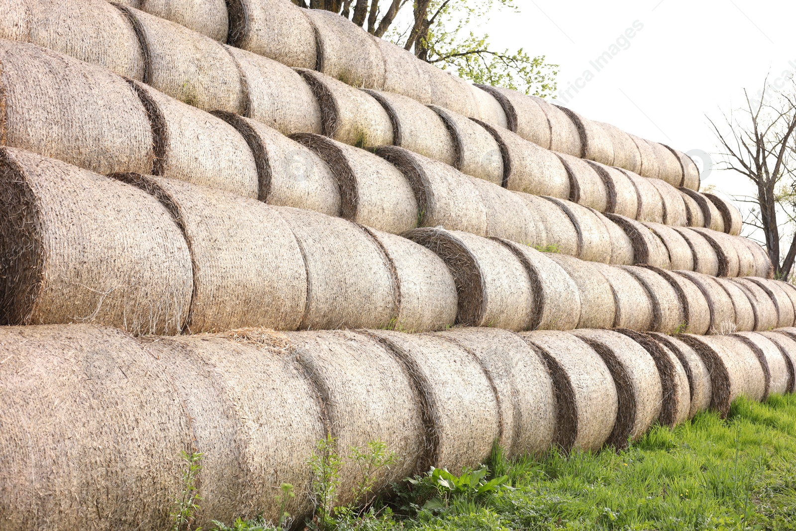 Photo of Many hay bales on green grass outdoors