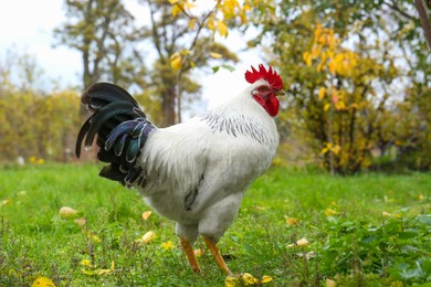 Photo of Beautiful domestic rooster walking on grass in autumn