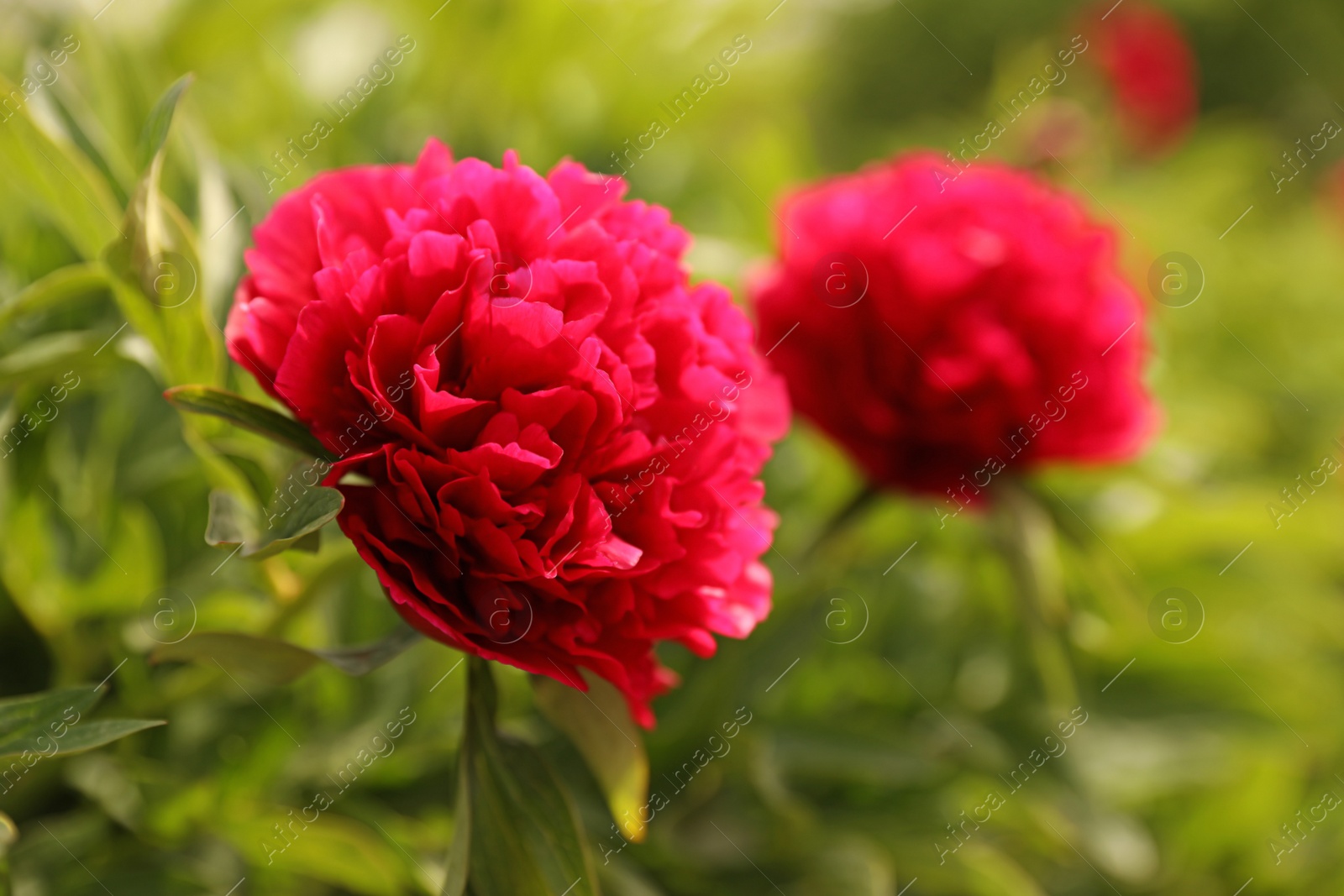 Photo of Beautiful red peony outdoors on spring day, closeup