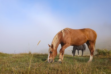 Photo of Horses grazing on pasture in misty morning. Lovely domesticated pets