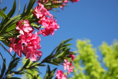 Photo of Beautiful view of oleander shrub with pink flowers outdoors on sunny day, closeup. Space for text