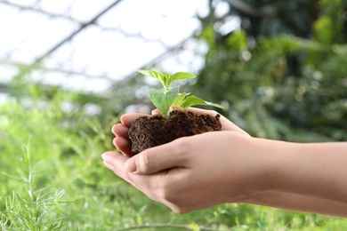 Photo of Woman holding soil with seedling in greenhouse, closeup