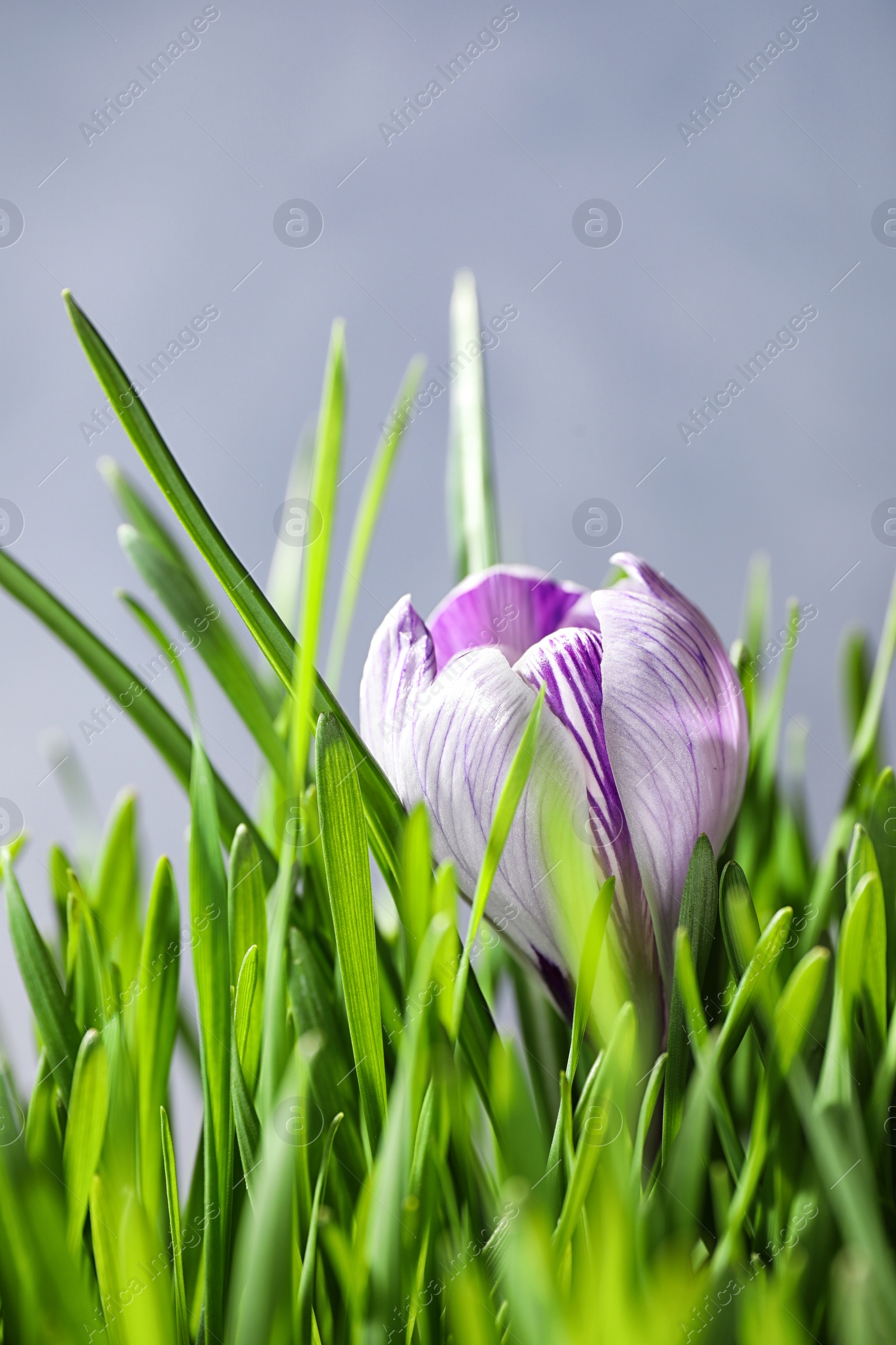 Photo of Fresh green grass and crocus flower on light background, closeup. Spring season