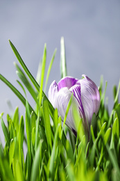 Photo of Fresh green grass and crocus flower on light background, closeup. Spring season
