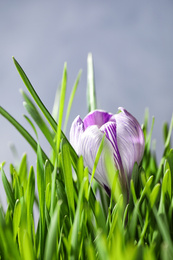 Fresh green grass and crocus flower on light background, closeup. Spring season