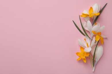 Photo of Beautiful crocus flowers on pink background, flat lay. Space for text