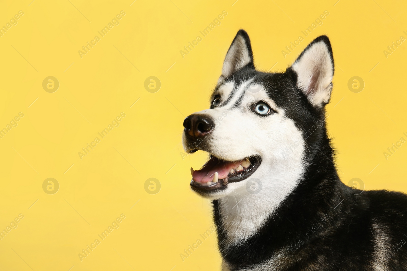 Photo of Cute Siberian Husky dog on yellow background. Space for text