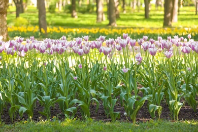 Photo of Blossoming tulips outdoors on sunny spring day