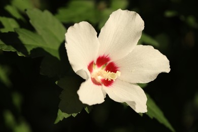 Photo of Beautiful white hibiscus flower growing outdoors, closeup