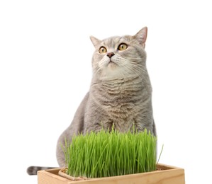 Cute cat and potted green grass isolated on white