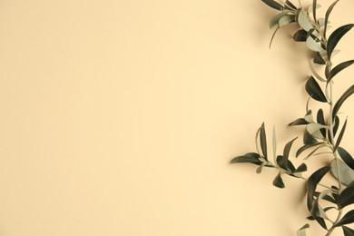 Twig with fresh green olive leaves on beige background, top view. Space for text