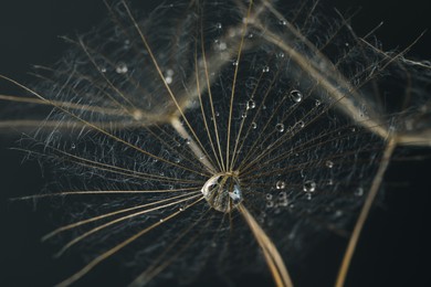 Photo of Seeds of dandelion flower with water drops on grey background, closeup