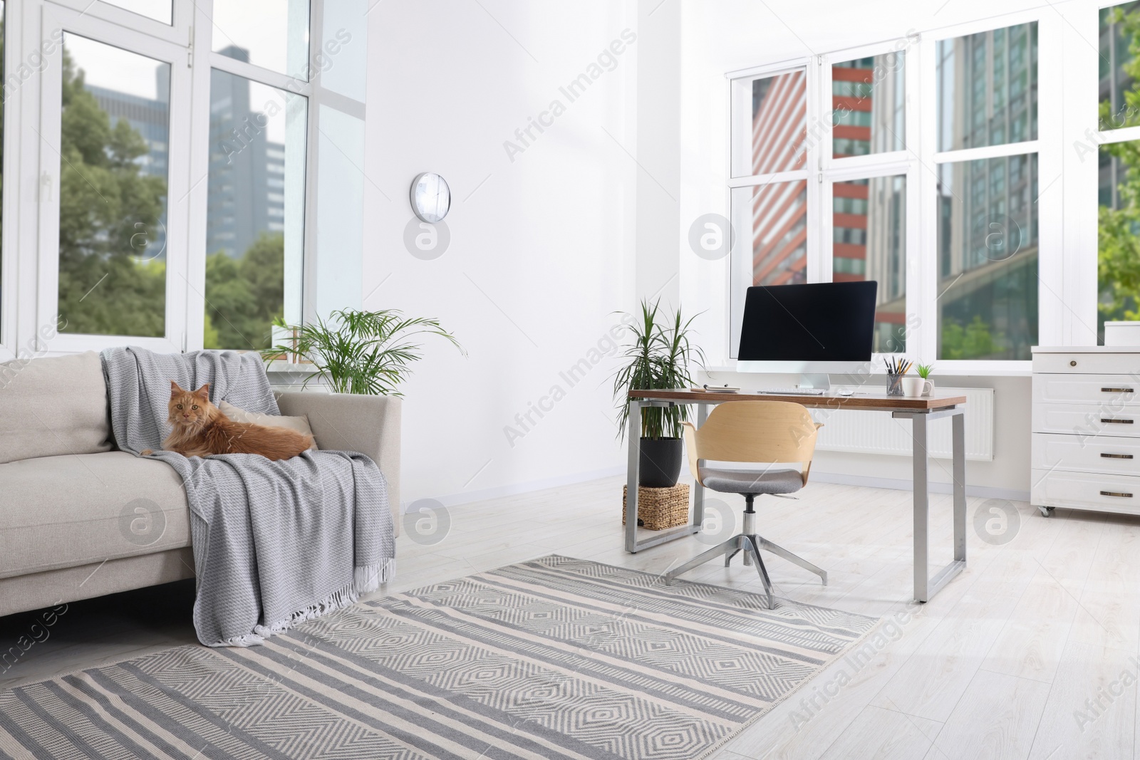 Photo of Cat resting on sofa in spacious room. Home office