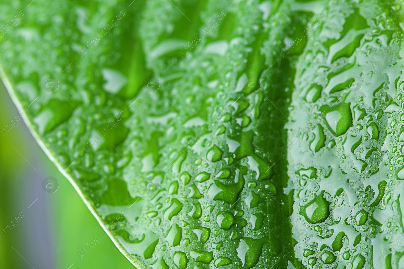 Photo of View of water drops on green leaf, closeup