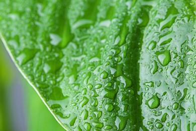 View of water drops on green leaf, closeup