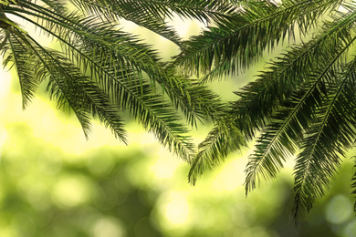 Image of Leaves of beautiful tropical palm trees outdoors