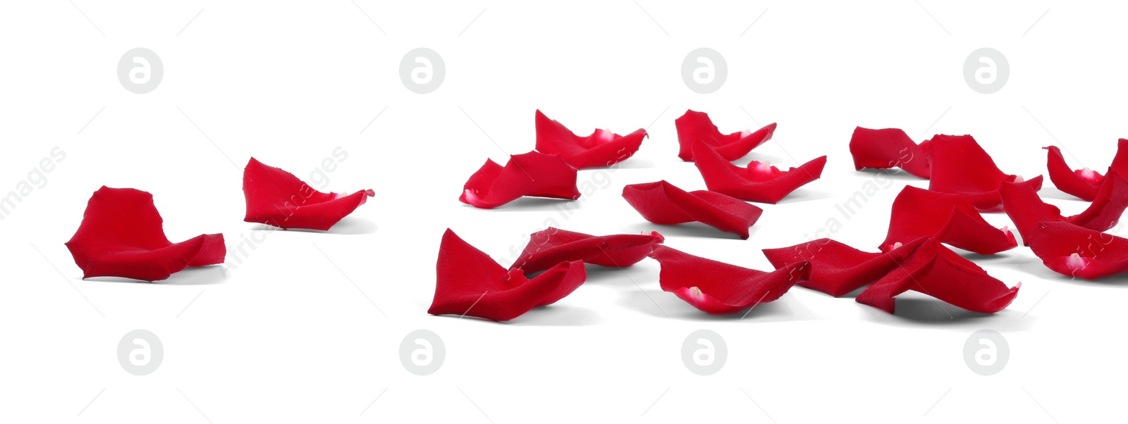 Photo of Beautiful red rose petals on white background