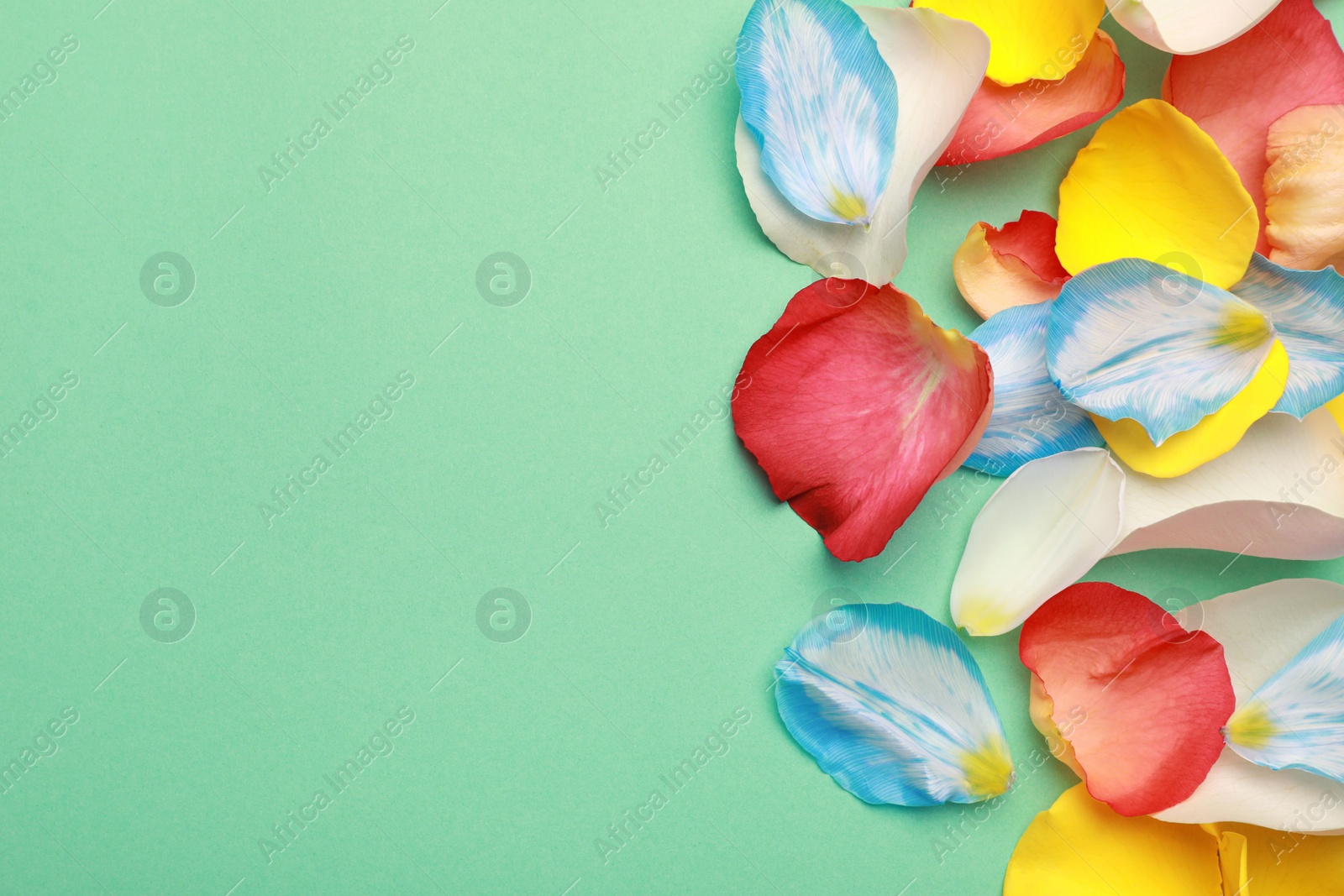 Photo of Beautiful petals on green background, flat lay. Space for text