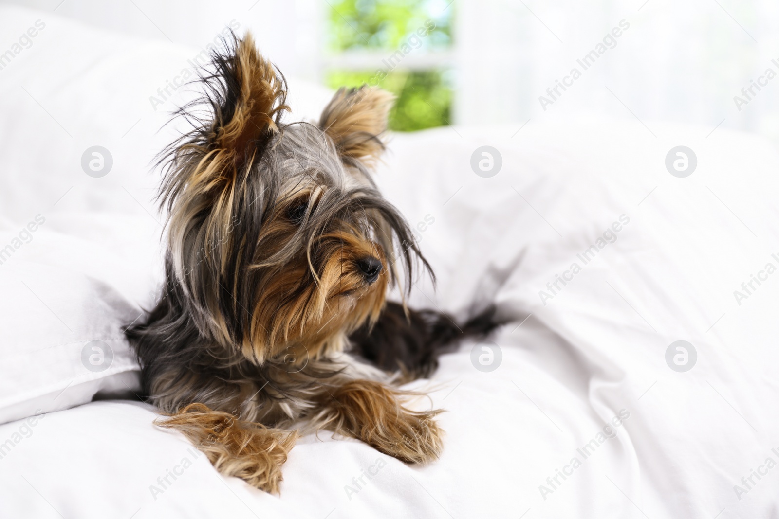 Photo of Adorable Yorkshire terrier lying on bed at home. Cute dog