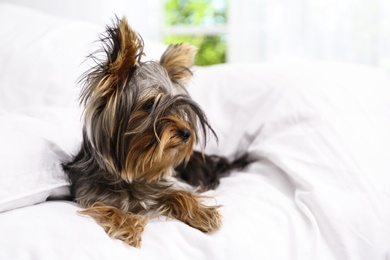 Adorable Yorkshire terrier lying on bed at home. Cute dog