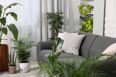 Cozy room interior with different potted green houseplants and comfortable sofa