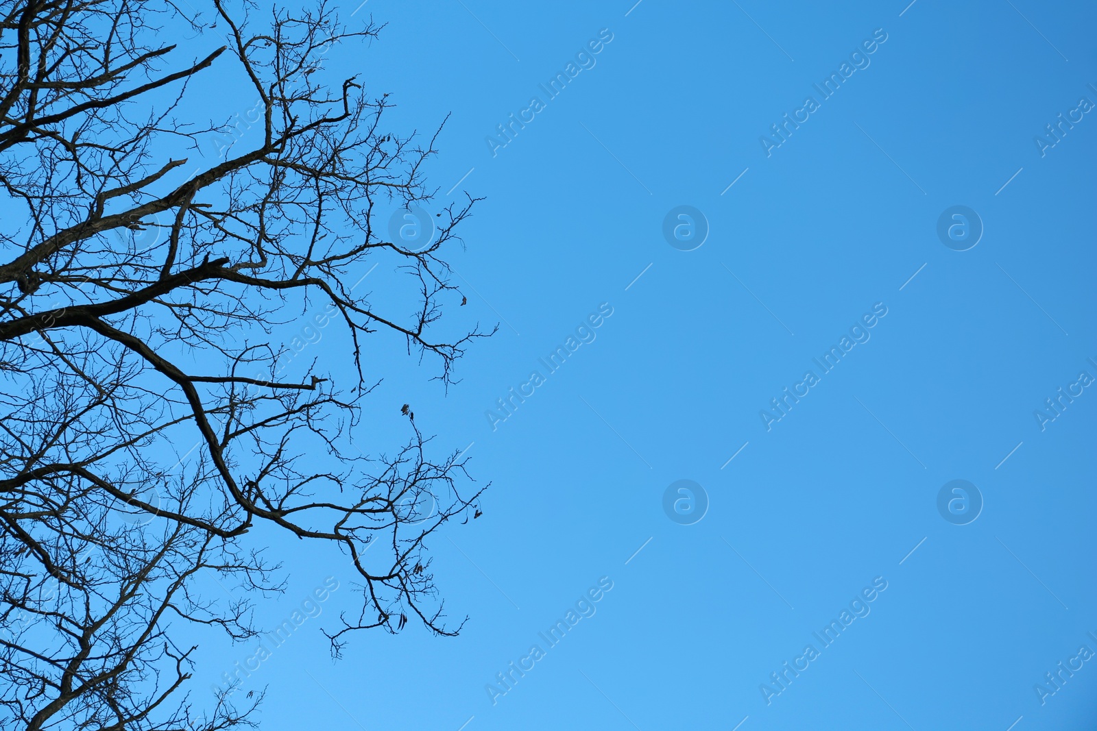 Photo of Tree against blue sky, low angle view