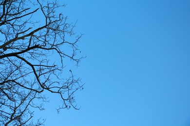 Photo of Tree against blue sky, low angle view