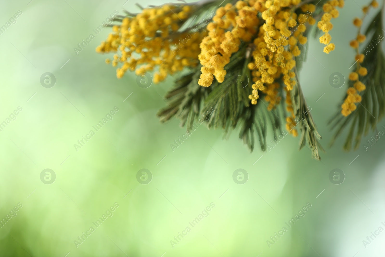 Photo of Beautiful bright mimosa flowers on blurred background, closeup. Space for text