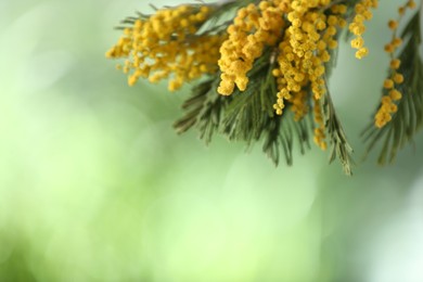 Beautiful bright mimosa flowers on blurred background, closeup. Space for text