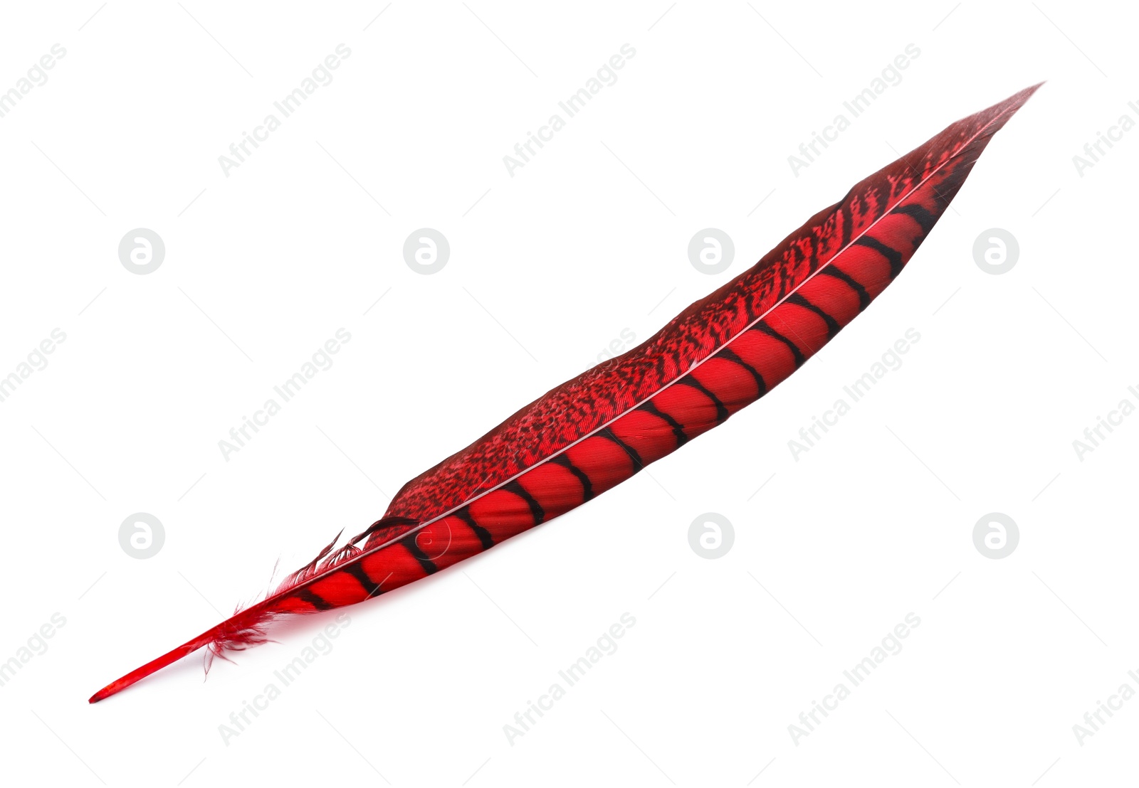 Photo of Beautiful red bird feather isolated on white, top view