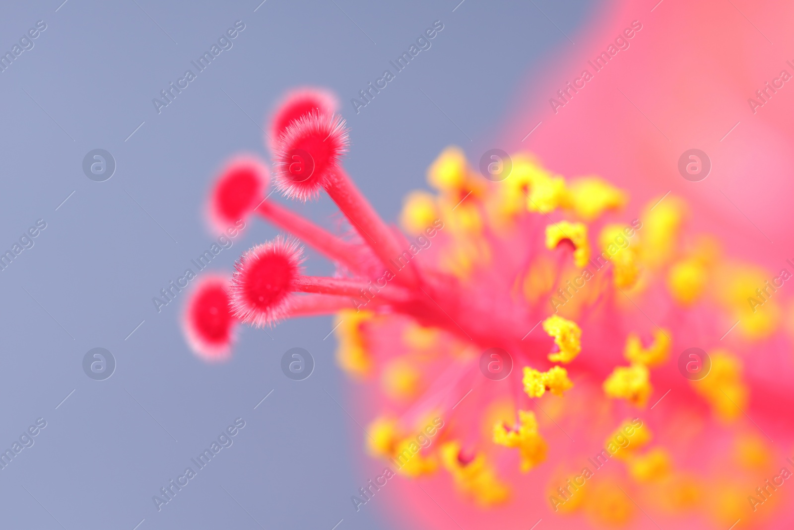 Photo of Pistil of beautiful pink hibiscus flower on light grey background, macro view