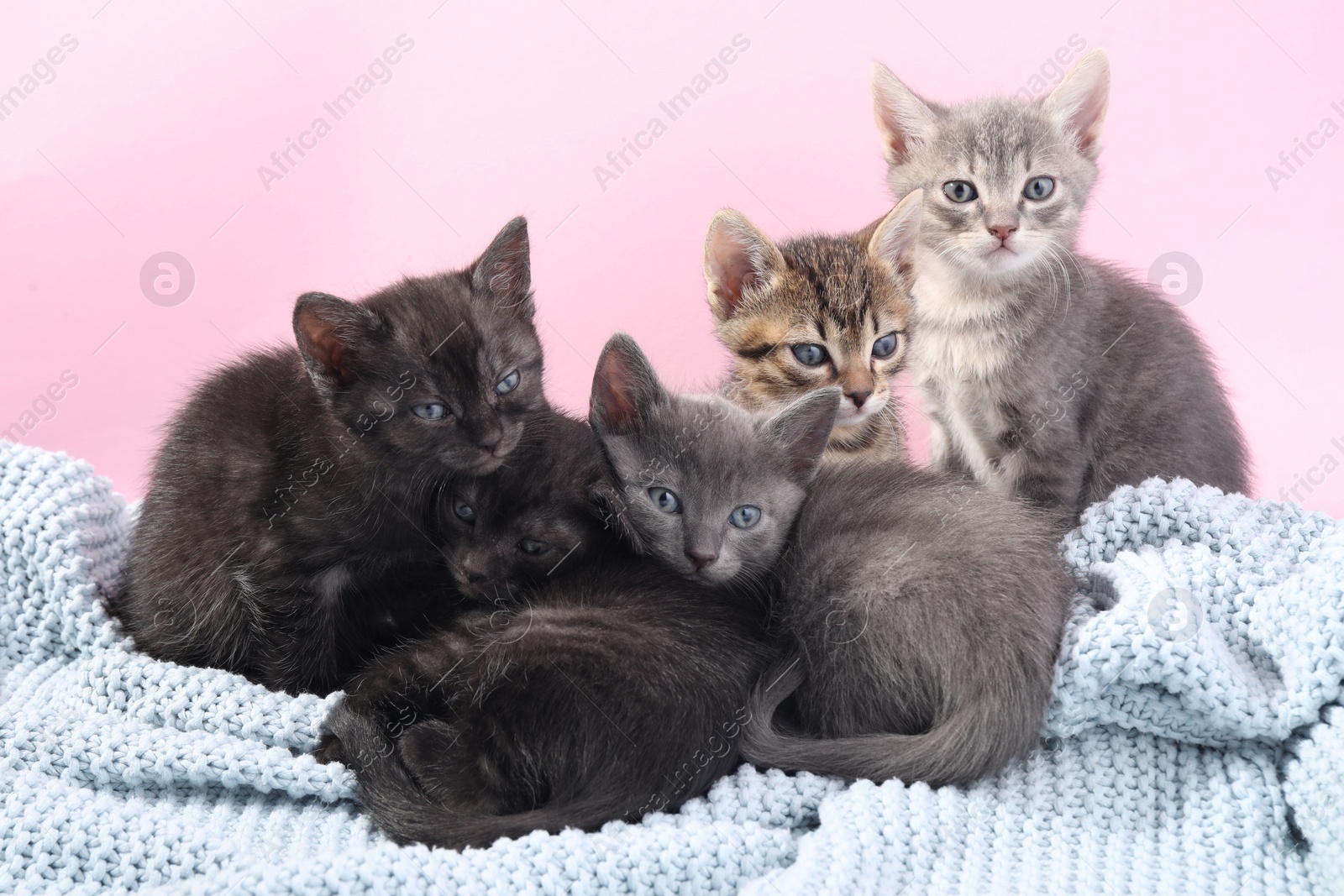 Photo of Cute fluffy kittens on blanket against pink background. Baby animals